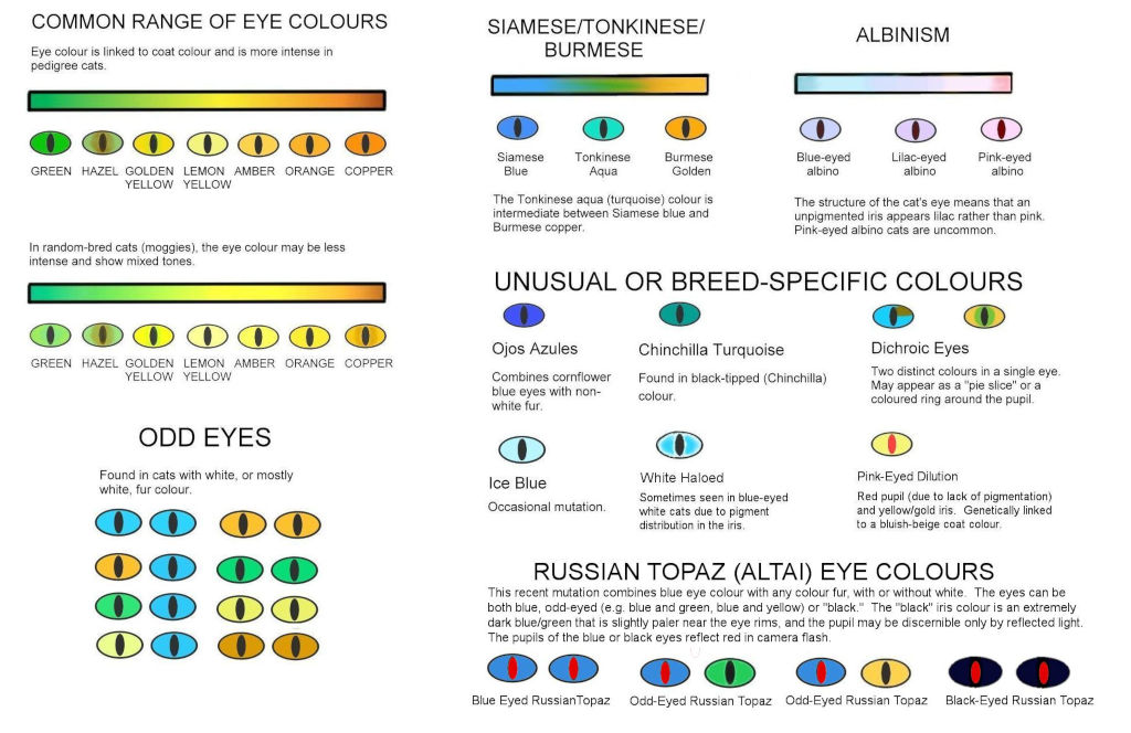 most common cat eye color based on breed