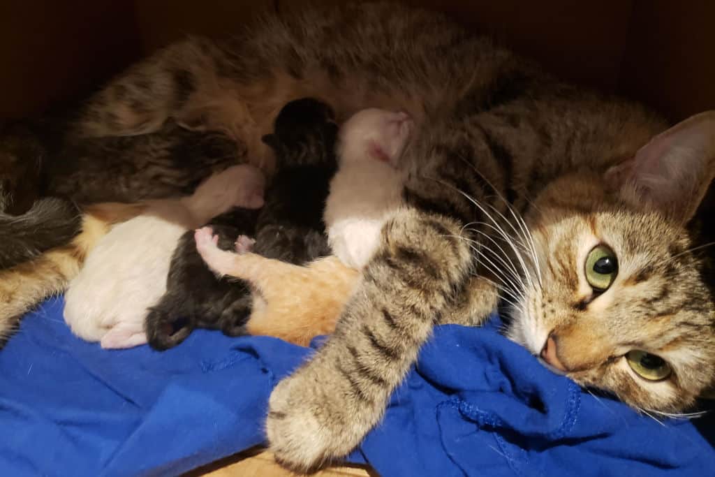 mother cat lying with her litter