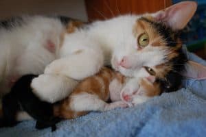 mother cat snuggling her kitten