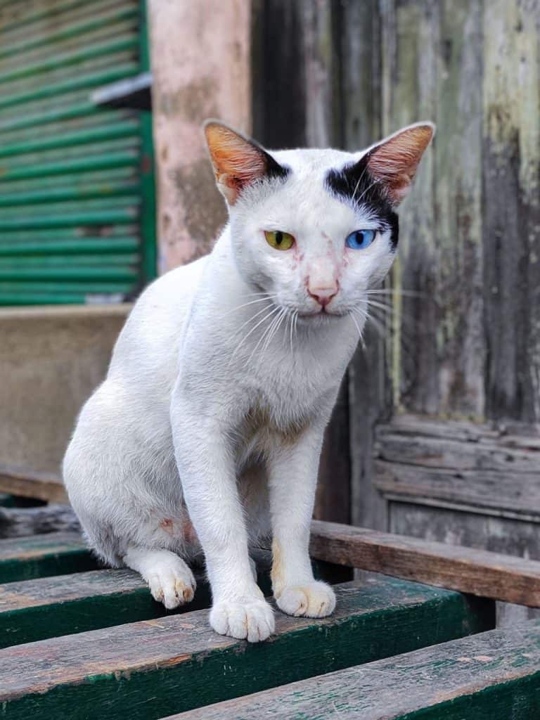odd-eyed heterochromatic cat with different eye colors of blue and amber