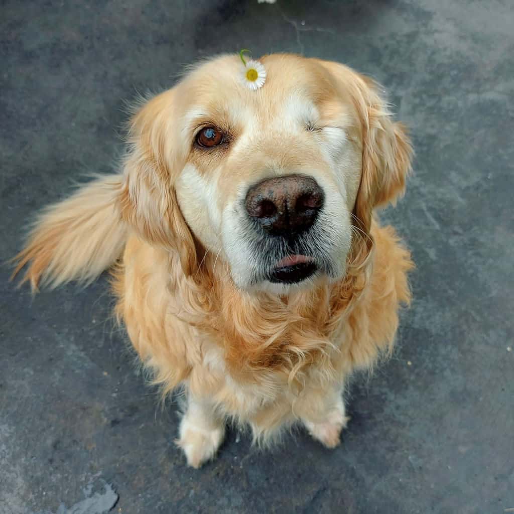 one eyed golden retriever sitting outside