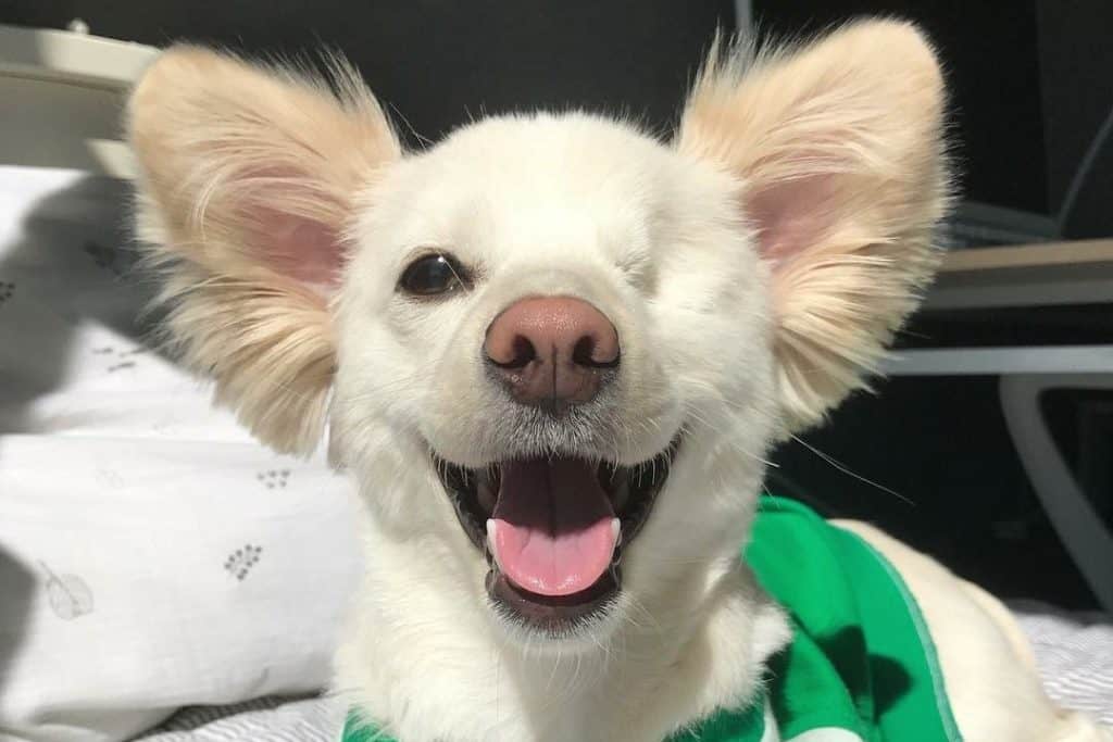 one eyed white dog sitting on the bed