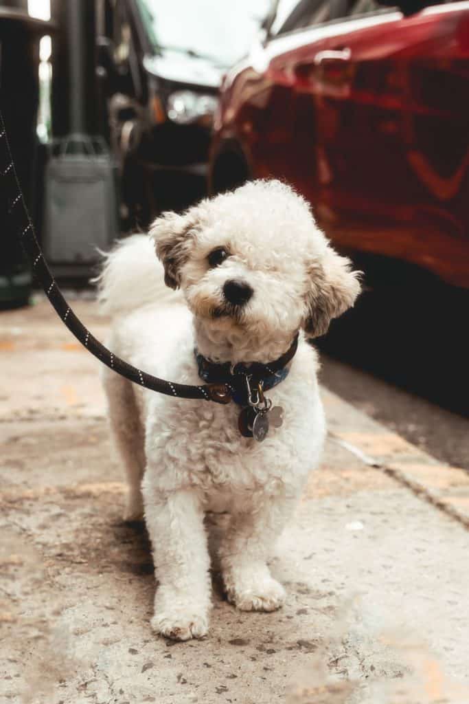 one-eyed white dog standing next to car on a leash