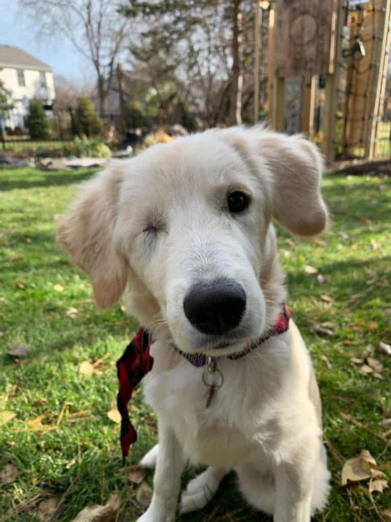 one eyed white dog standing outside on the grass