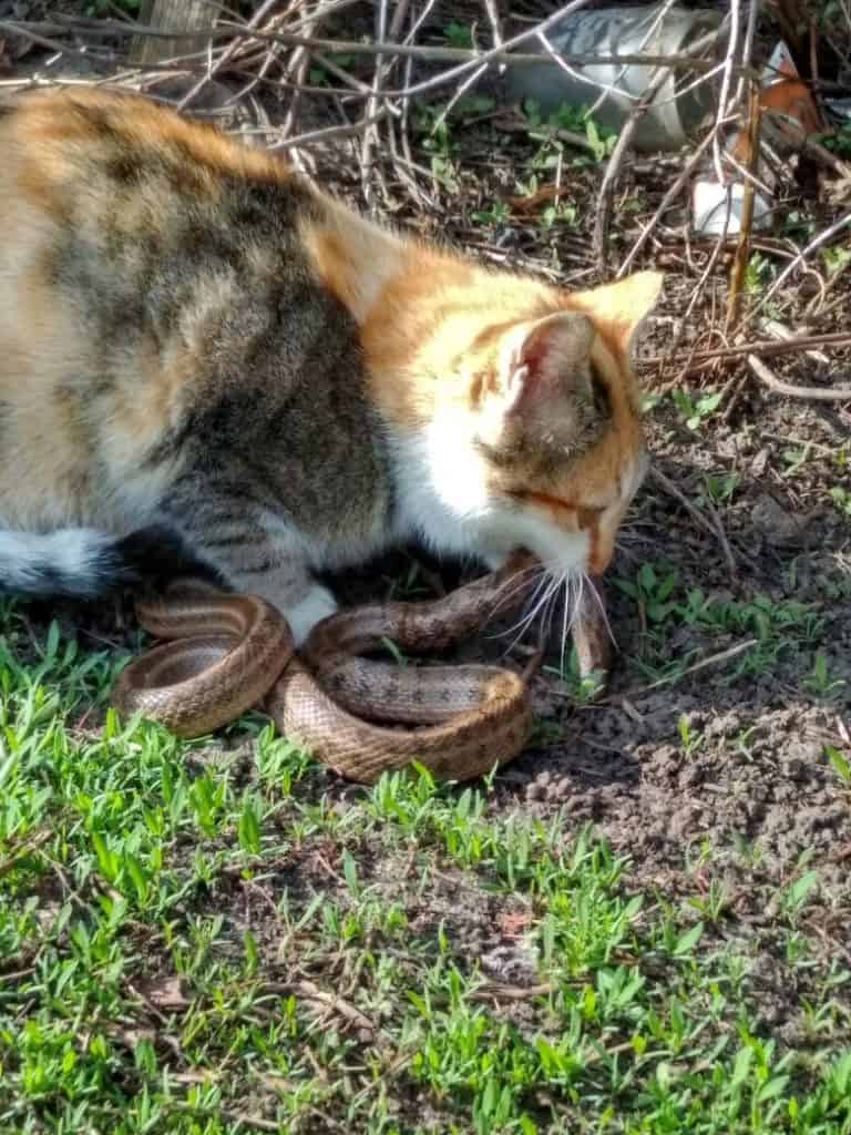 orange and brown cat holding snake in teeth
