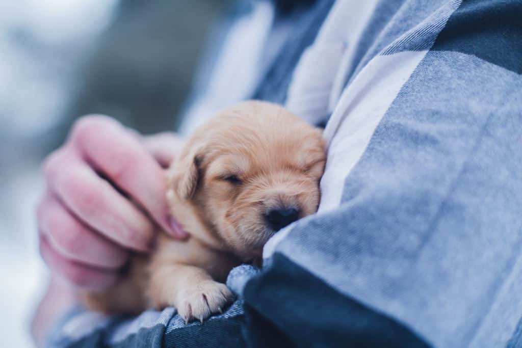 person holding a brown puppy