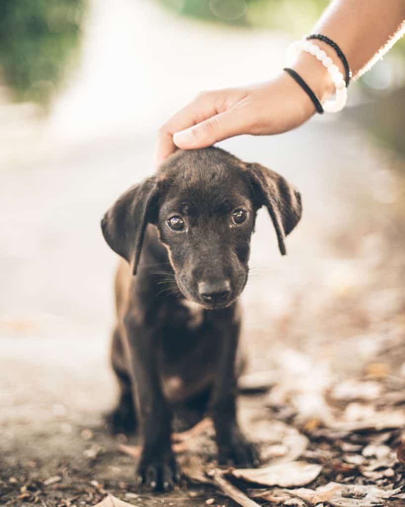 person petting black stray puppy