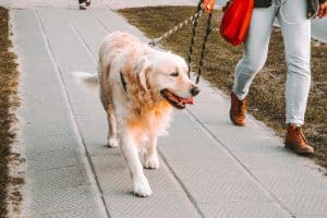 person walking a golden retriever dog