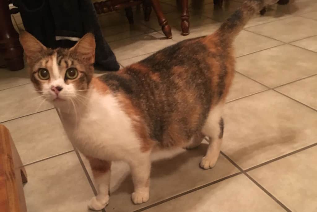 pregnant cat standing in the kitchen floor