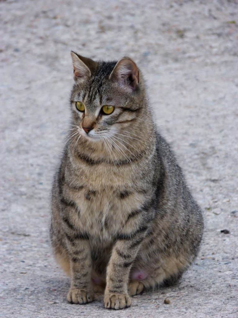 pregnant tabby cat on the outside concrete