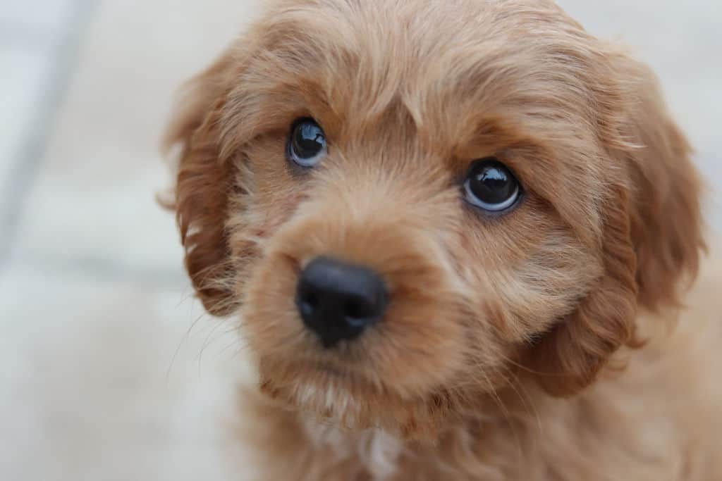 short coated small brown dog