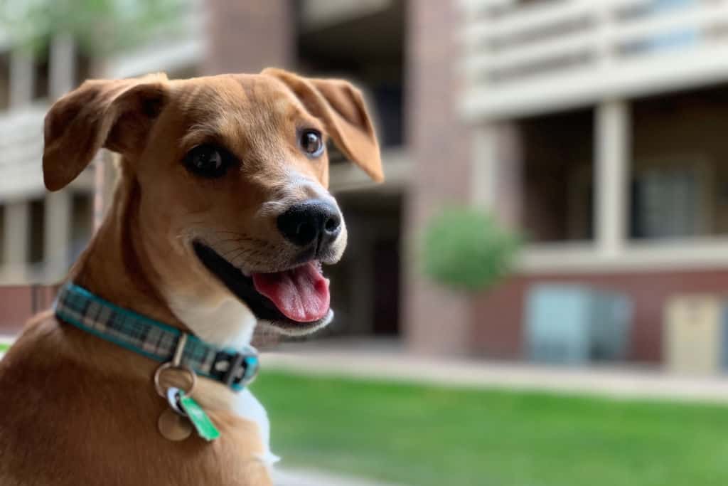 short-haired brown puppy with a collar looking outside