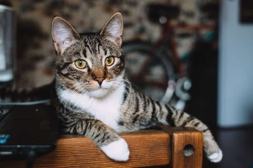 silver tabby cat lying on brown wooden chair