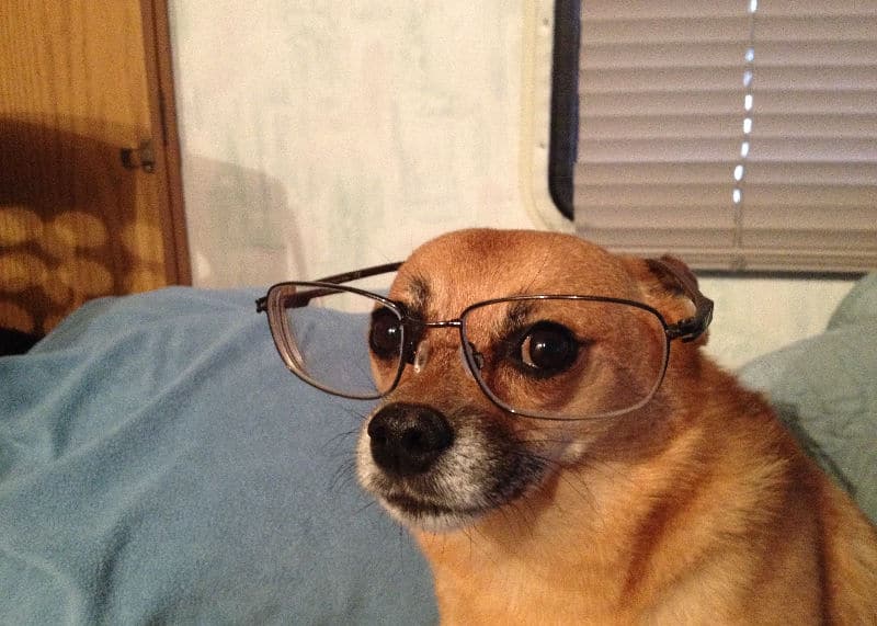 smart dog wearing glasses