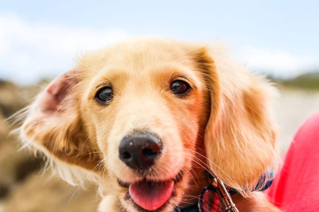 smooth coated brown puppy outside