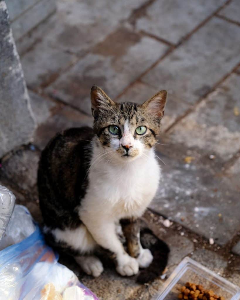 stray cat looking for food