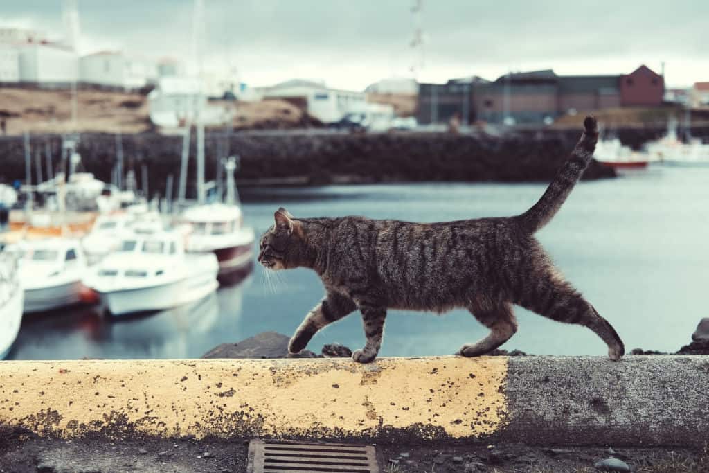 tabby stray cat walking on a ledge