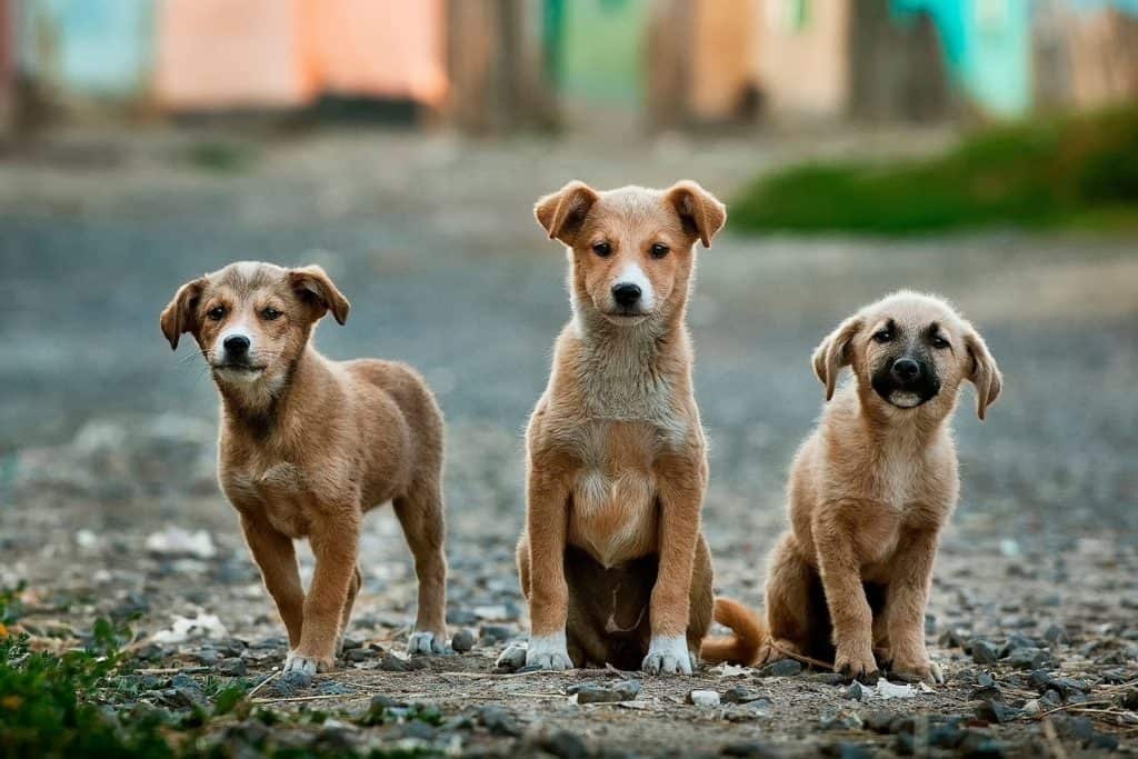 three brown stray dogs in the street