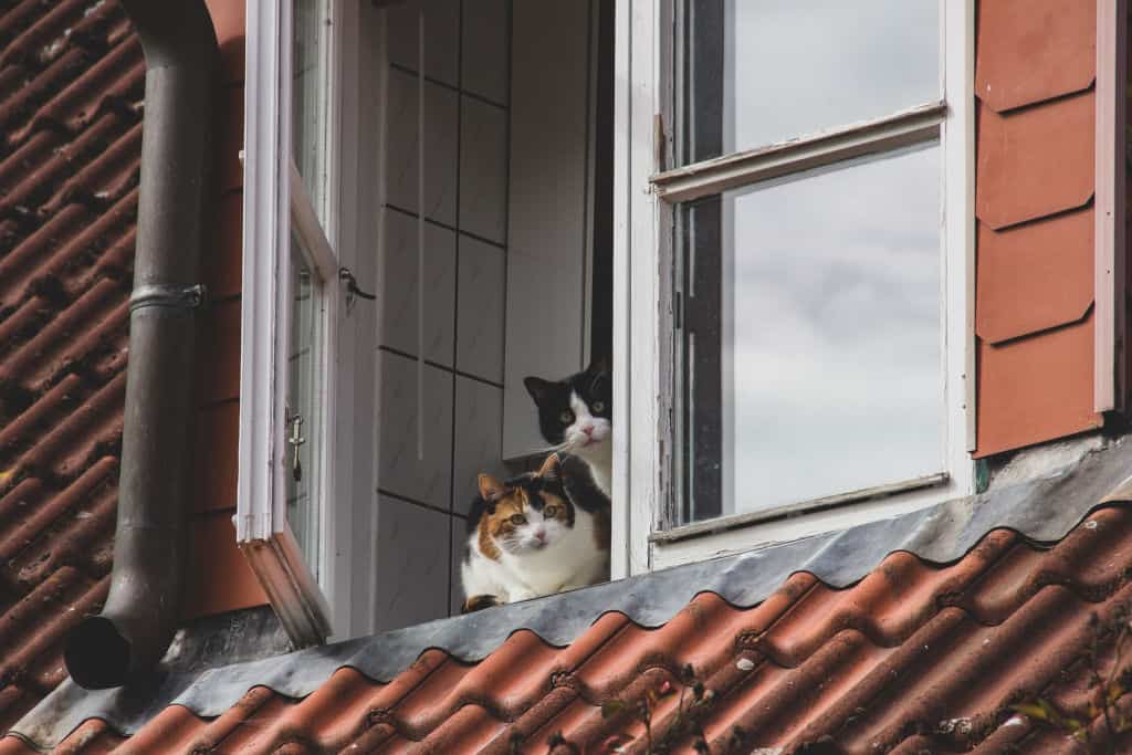 two cats looking out the windows from an apartment