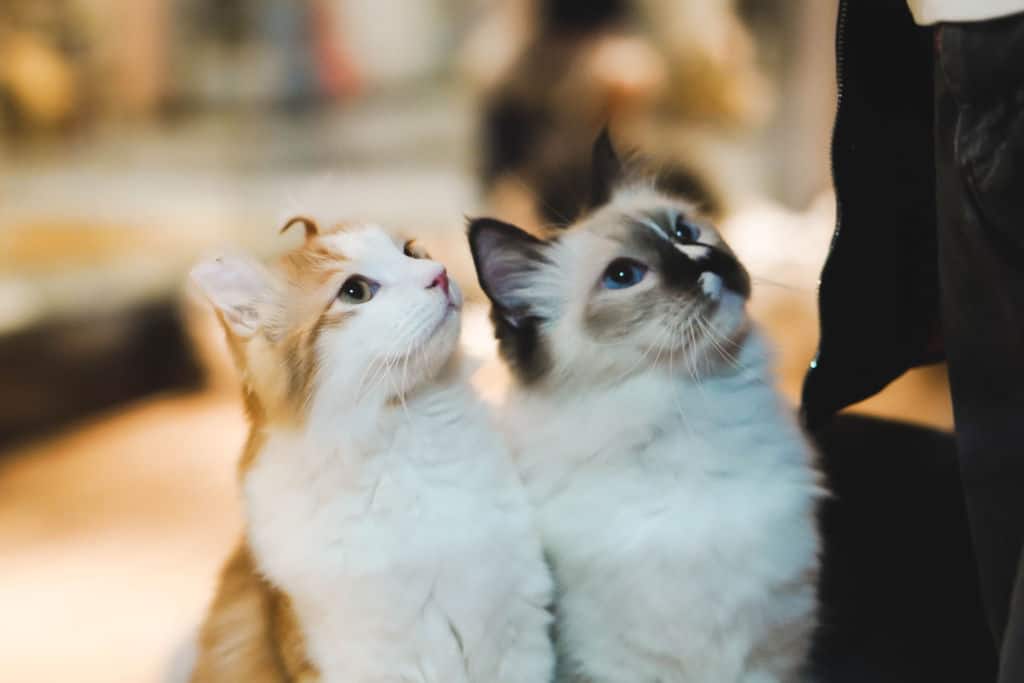 two cats standing next to each other