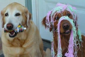two dogs with silly string and a can in mouth