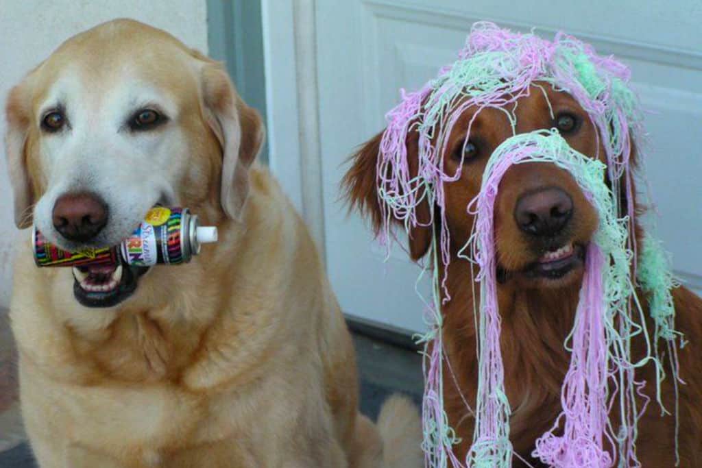 two dogs with silly string and a can in mouth