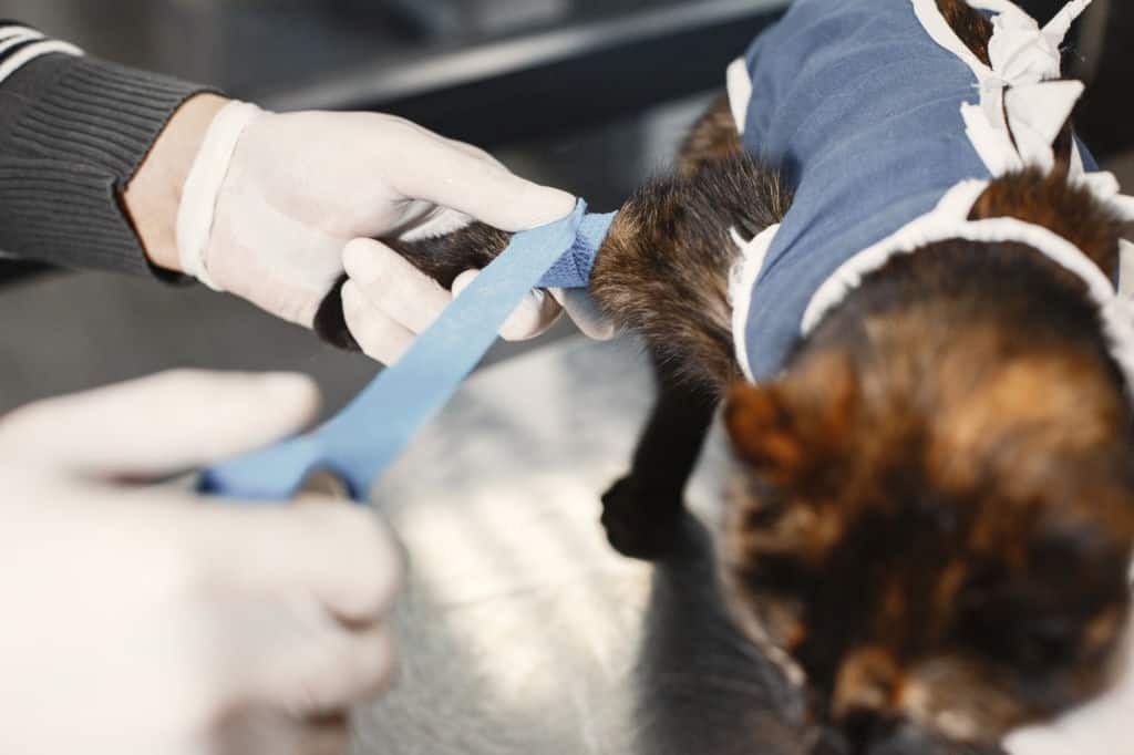 vet putting bandages at a cat