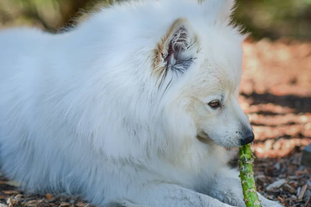 white american eskimo dog playing with a stick on the ground