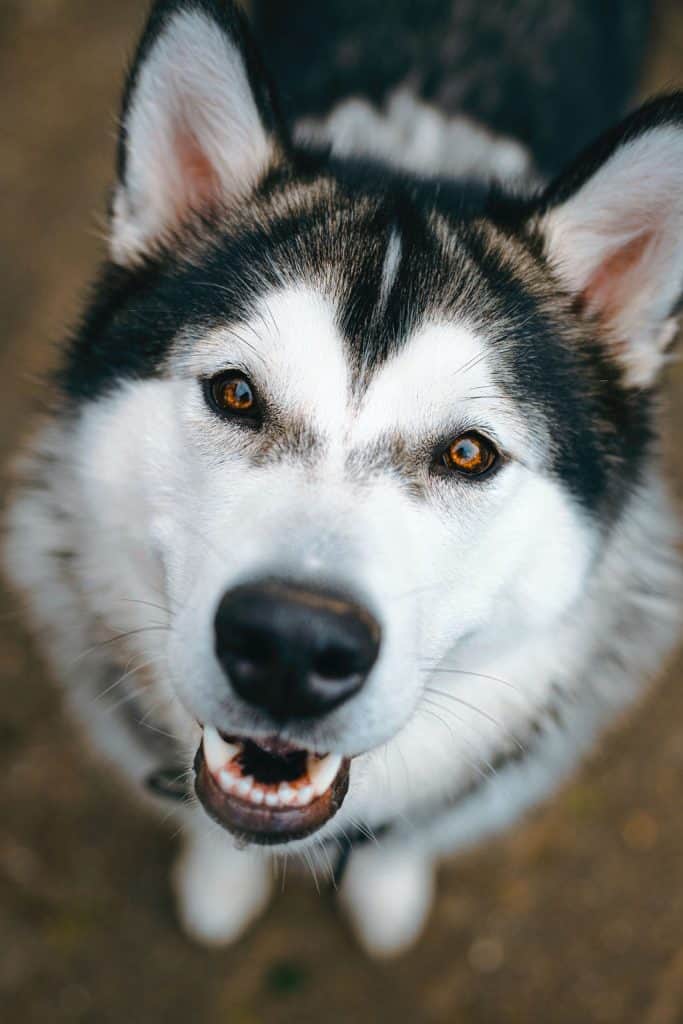 white and black siberian husky