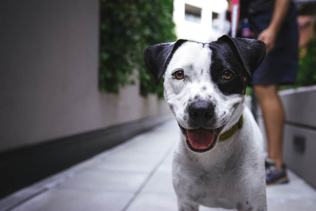 white and black terrier looking happy in the street