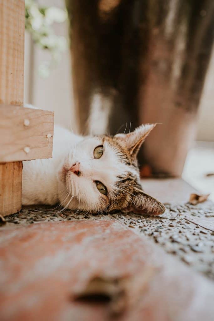 white and brown cat lying on floor