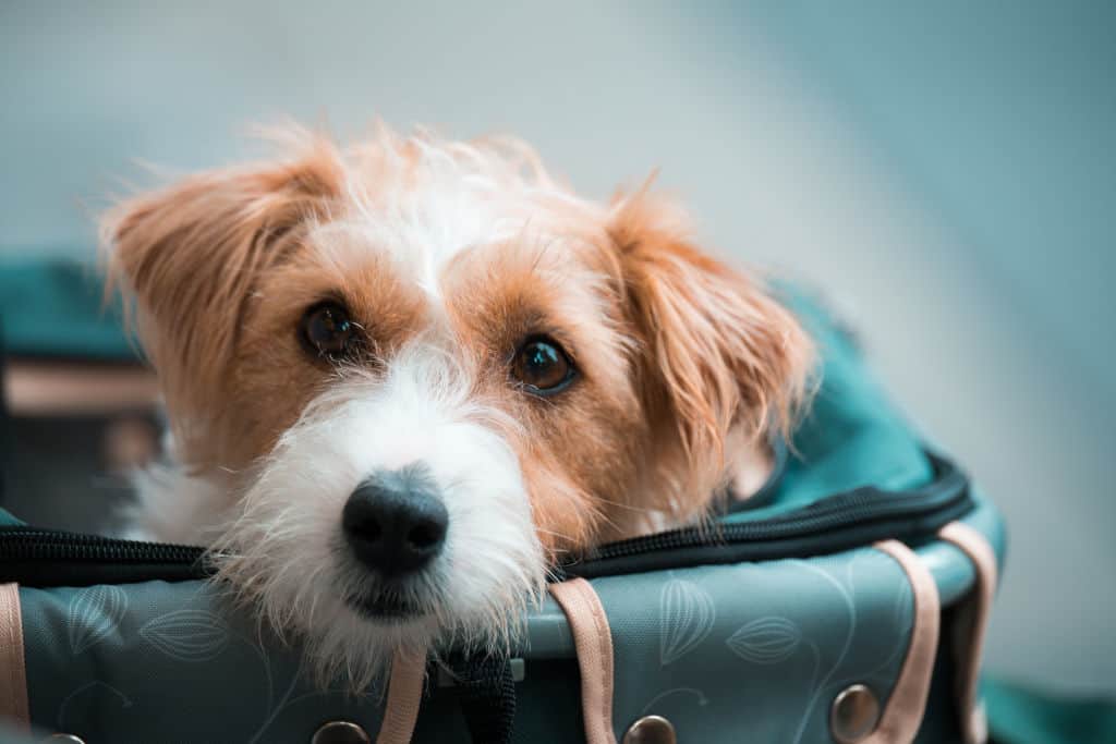 white and brown long coated dog in a green leather bag