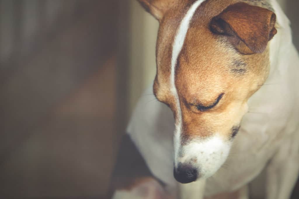 white and brown looking sad