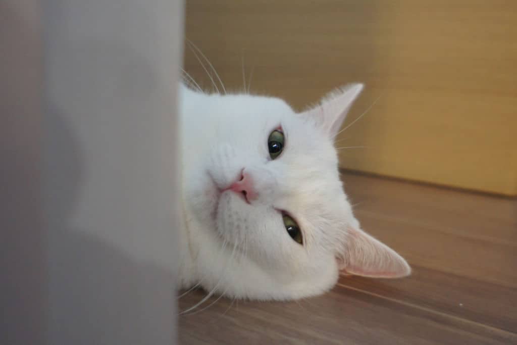 white cat lying on the side looking confused