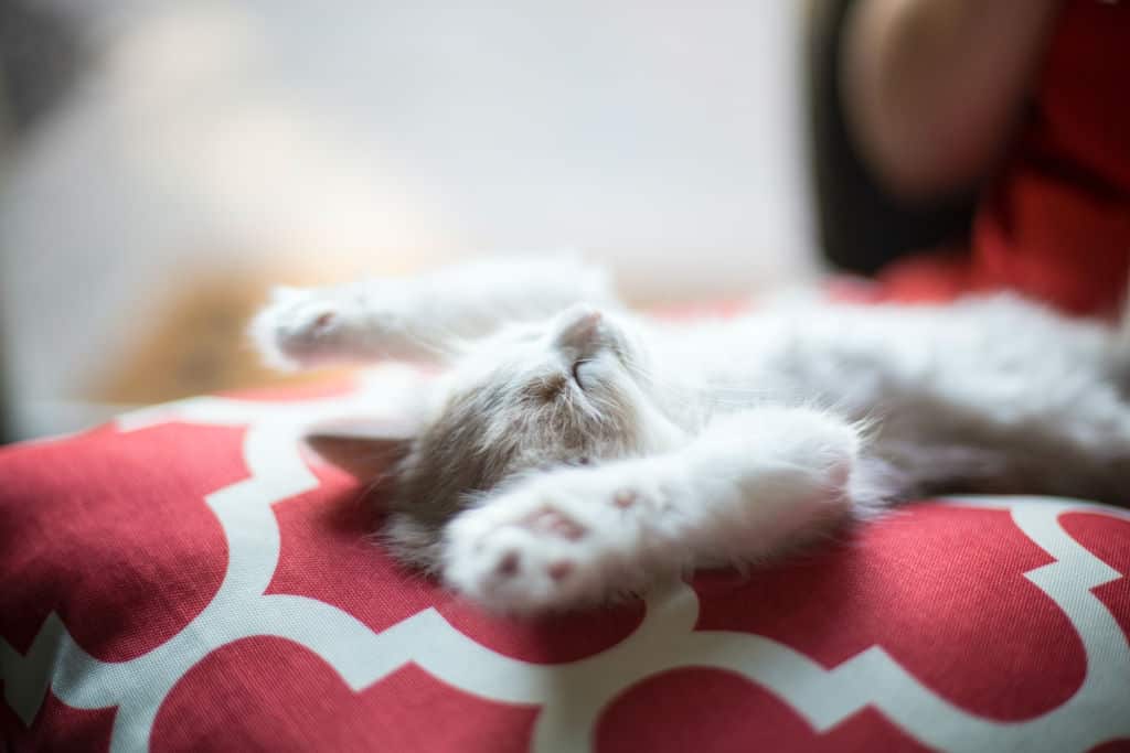 white kitten lying on textile cushion