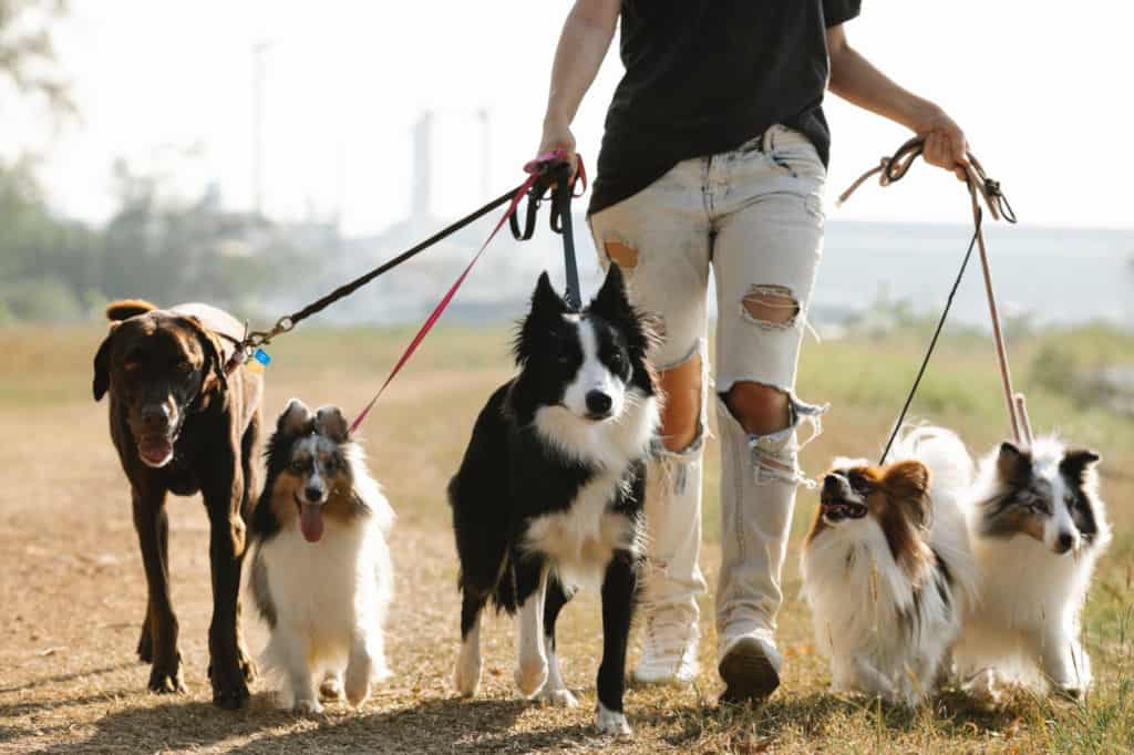 woman in ripped pants walking 5 dogs on leashes in countryside