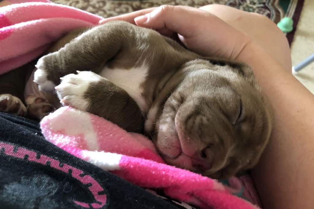 3 week old pitbull puppy