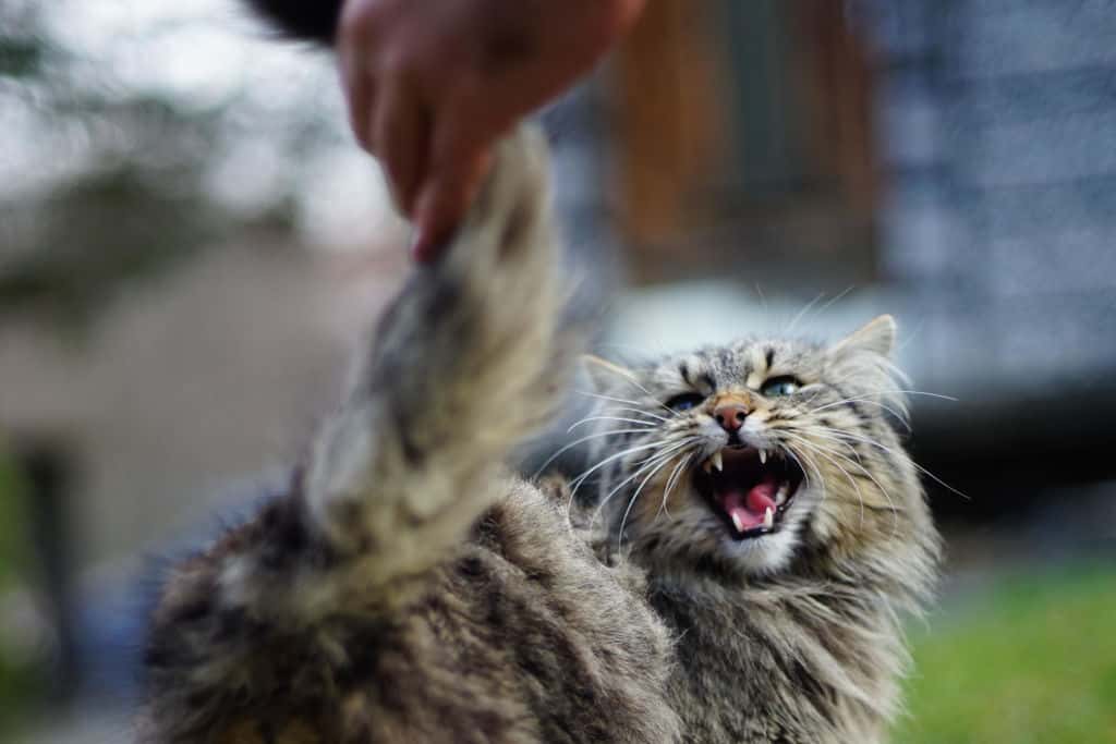a person grabbing an angry cat's tail