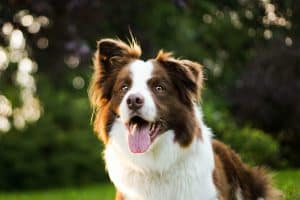 adult brown and white border collie on the grass_