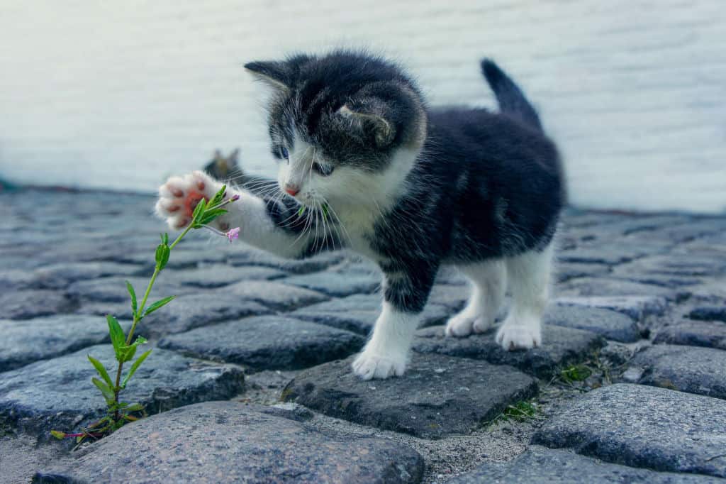 black and white kitten on gray floor