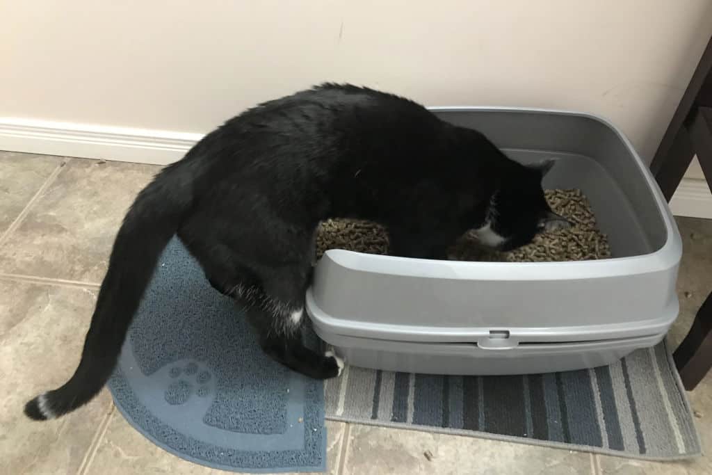 black cat using a homemade litterbox