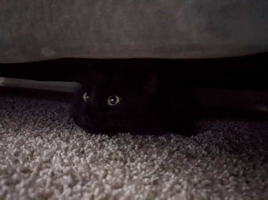 black kitten hiding under bed