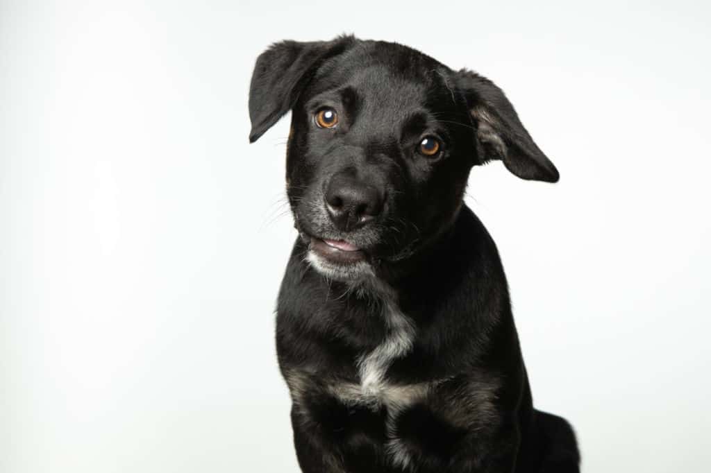 black puppy sitting and looking at the camera