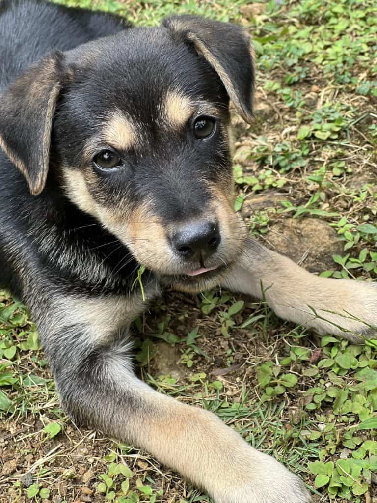 brown 3 month old puppy on the grass