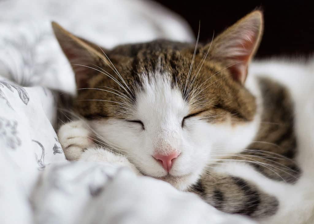 brown and white cat lying in bed sleeping