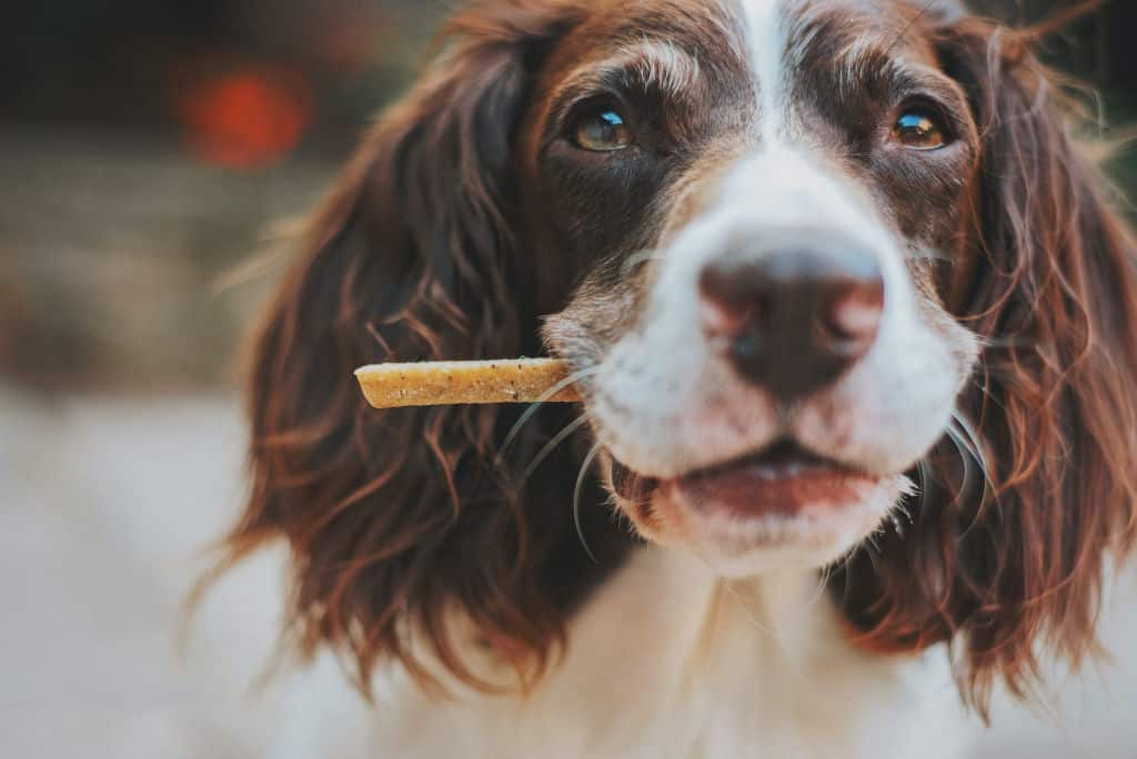 brown and white dog biting on a treat