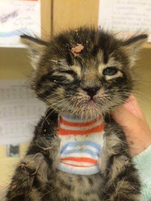 brown kitten covered in food remains after a meal
