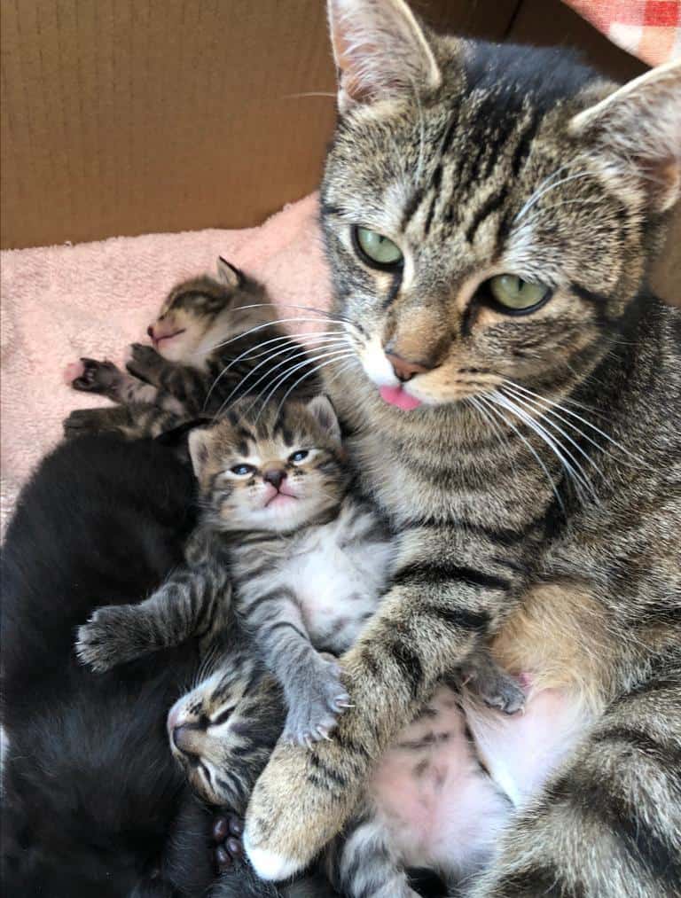 brown mother cat with her kittens