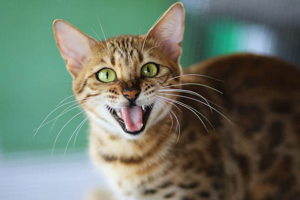 brown orange cat meowing at the owner