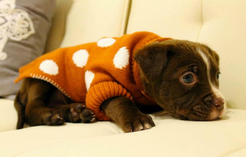 brown pitbull puppy on bed wearing a sweater